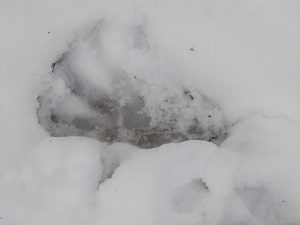Biber Fußabdruck im Schnee unterhalb Sägmühle am 2.12.2021